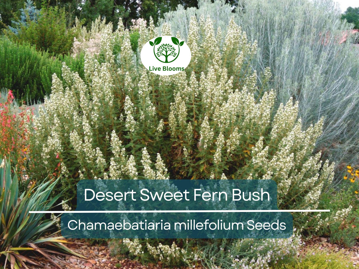 20 Desert Sweet Fern Bush Seeds | Chrysothamnus millefolium | Drought Tolerant Native Shrub for Landscaping and Hedges