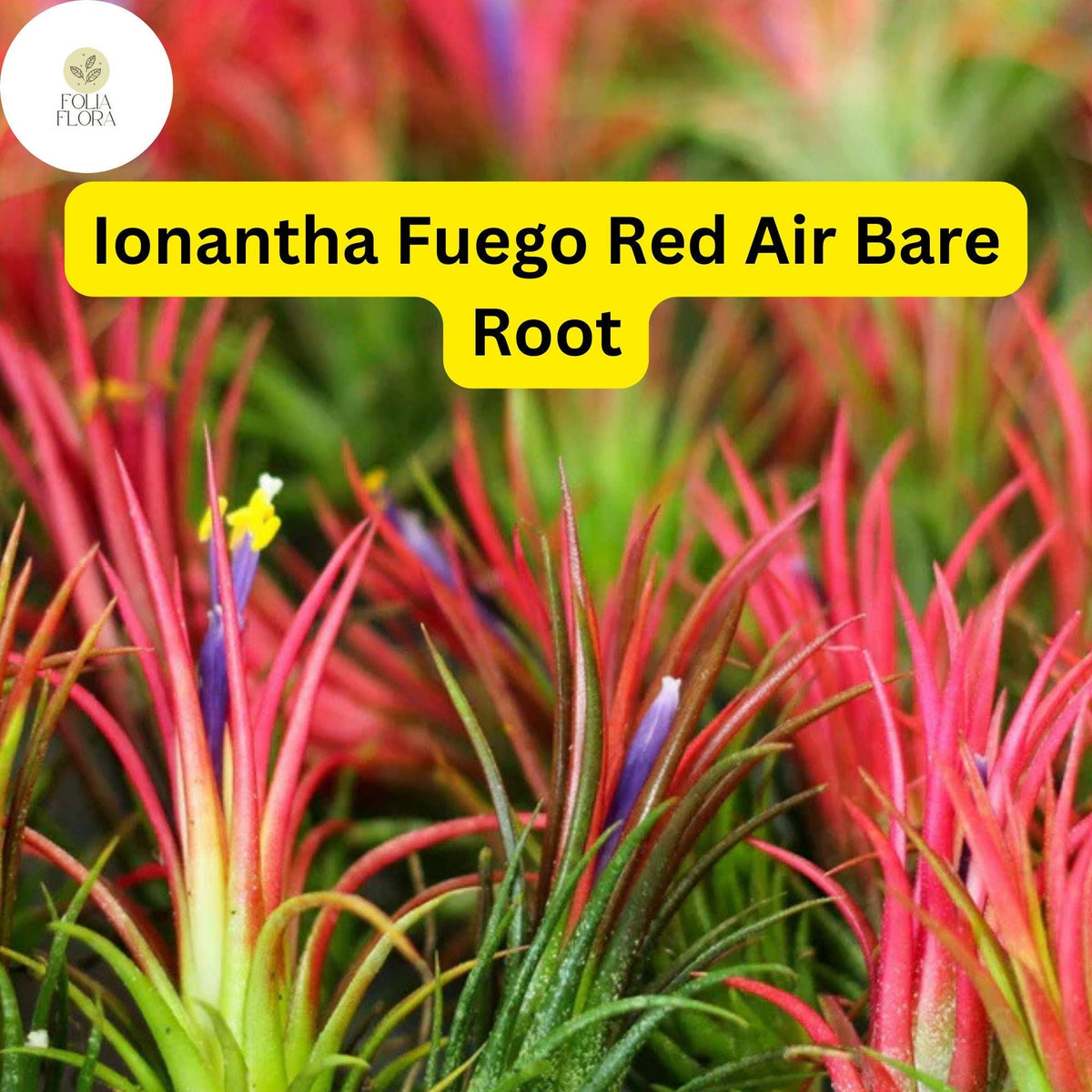 5 Bare Root Ionantha Fuego Red Air Plants, Exotic Tillandsia Variety, Low Maintenance Indoor Decor