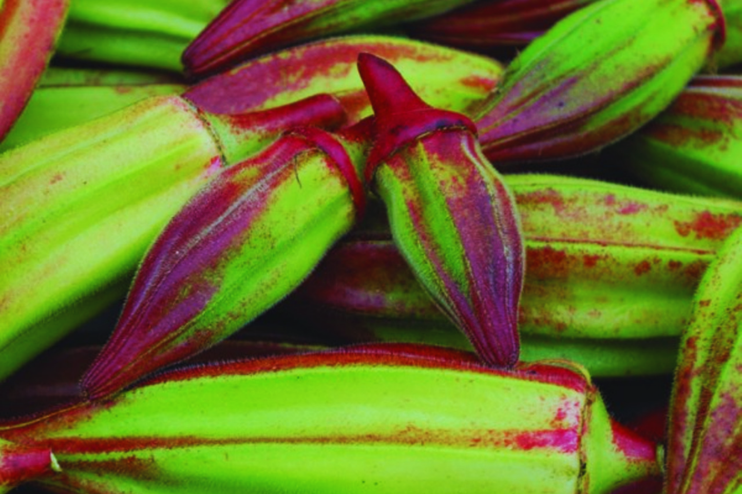 Hill Country Red Okra Seeds | NON-GMO Heirloom Abelmoschus esculentus
