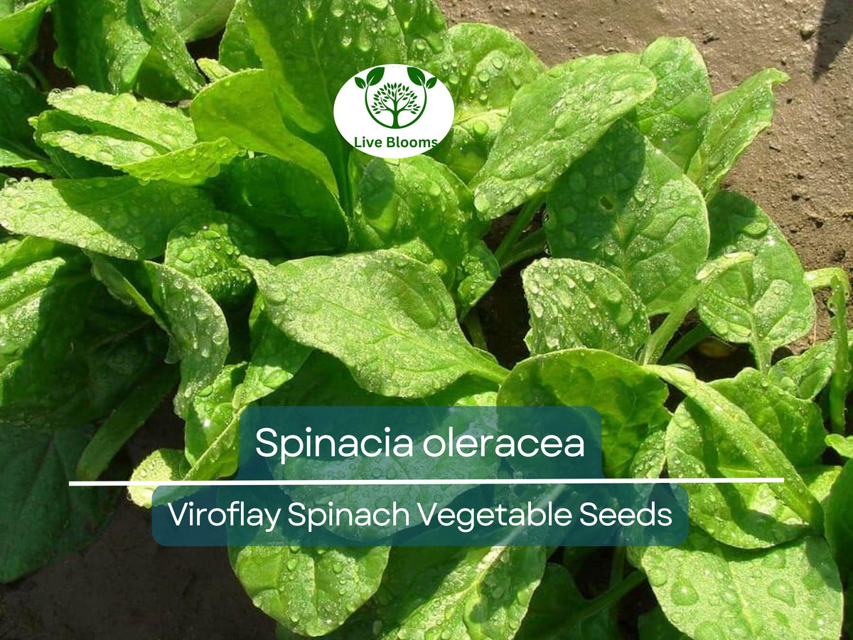 Viroflay Spinach Seeds 1g - Heirloom Spinacia oleracea for Planting, Gardening & Fresh Harvests, Nutritious Greens