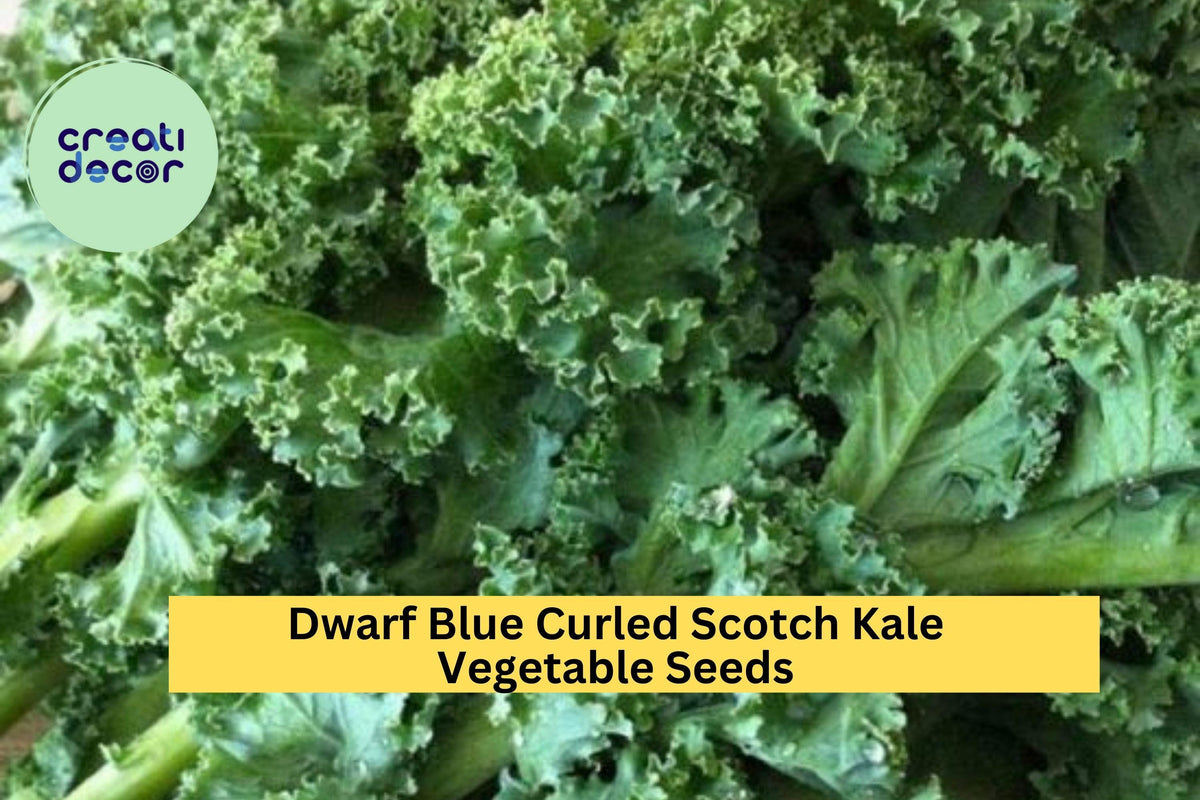 Dwarf Blue Curled Scotch Kale Seeds - 3pcs 1g Cold Hardy Leafy Greens for Planting - Brassica oleracea (Acephala Group)