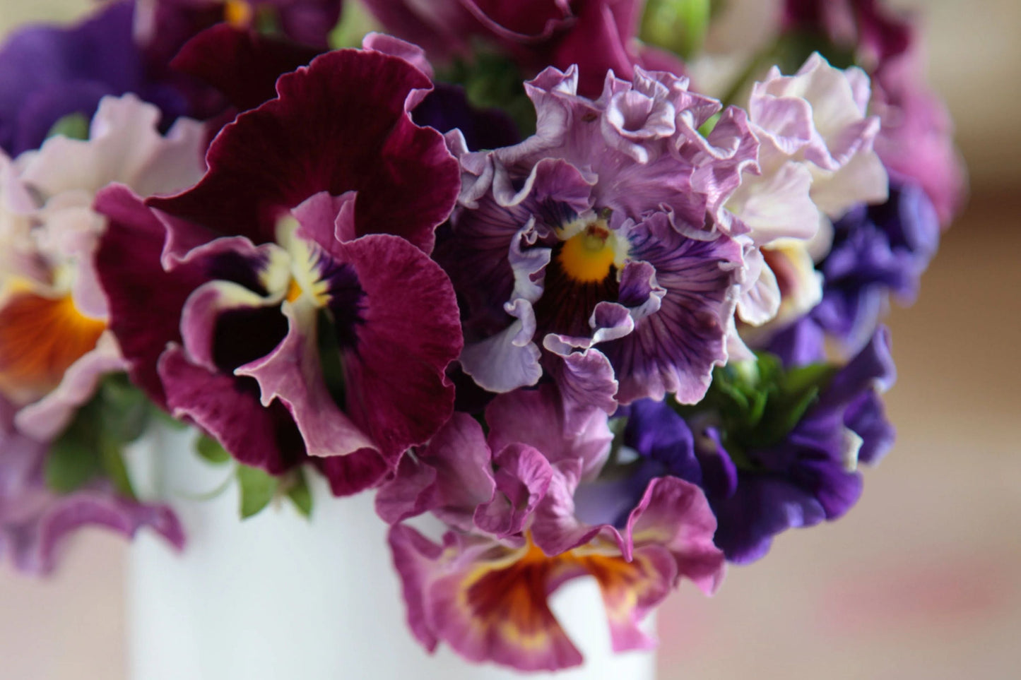 Moulin Rouge Pansy Seeds – 200+ Viola wittrockiana Cold-Hardy Flower Seeds for Containers & Gardens