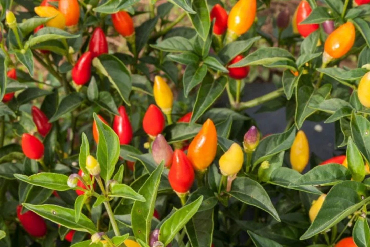 Fire Cracker Pepper Seeds | Birdseye Chili | Non-GMO Hot Pepper Seeds