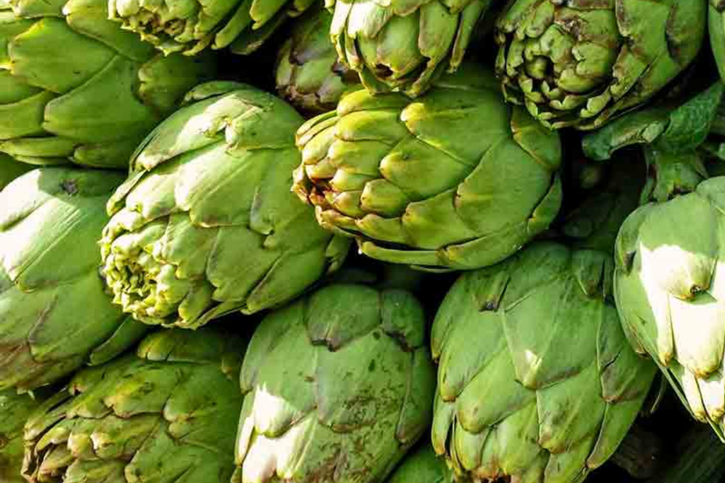 Green Globe Artichoke Seeds | NON-GMO Heirloom Cynara scolymus