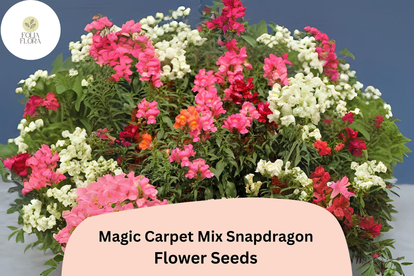 Antirrhinum majus Magic Carpet Mix Snapdragon Seeds – 1000+ Vibrant Double-Petaled Blooms for Garden & Cut Flowers