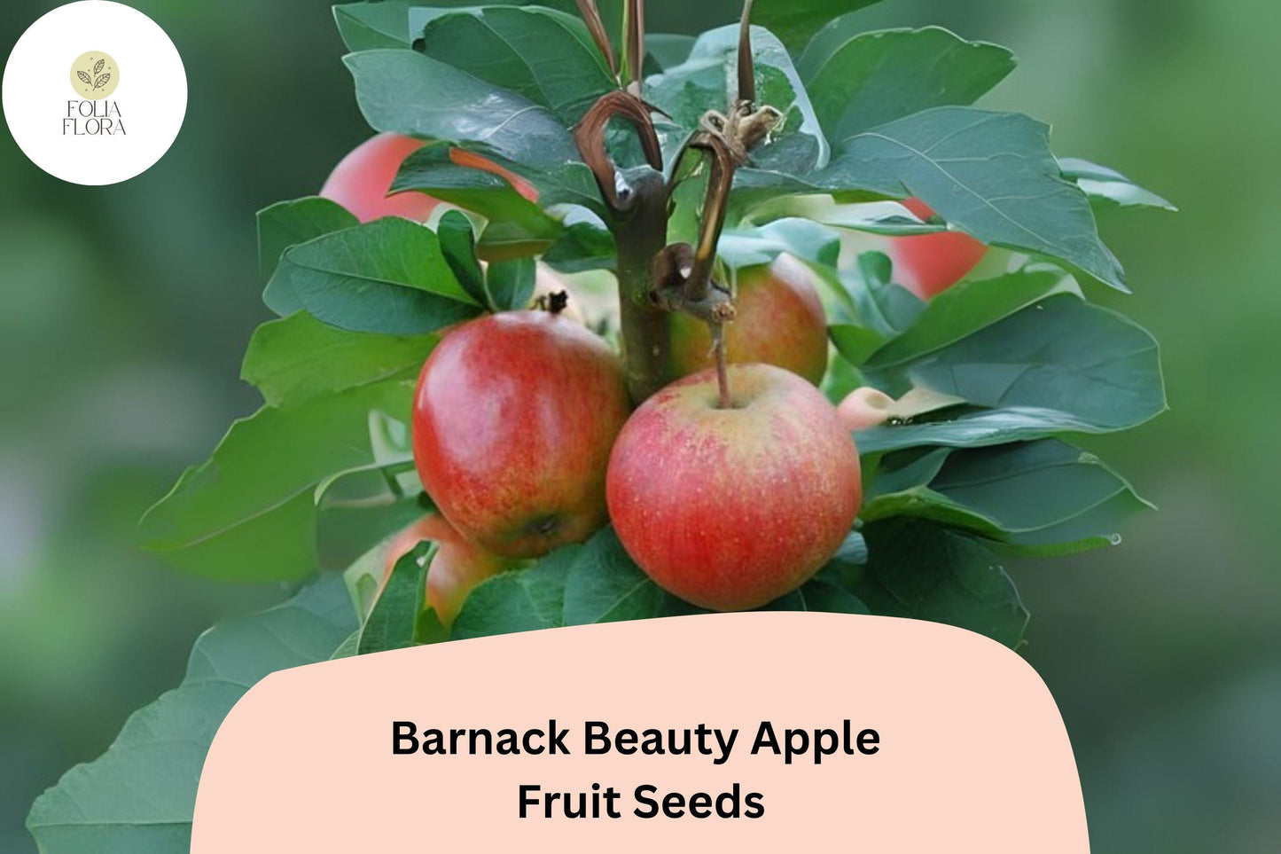 25+ Barnack Beauty Apple Seeds | Rare Heirloom English Apple Tree | Sweet Crisp Fruit for Planting