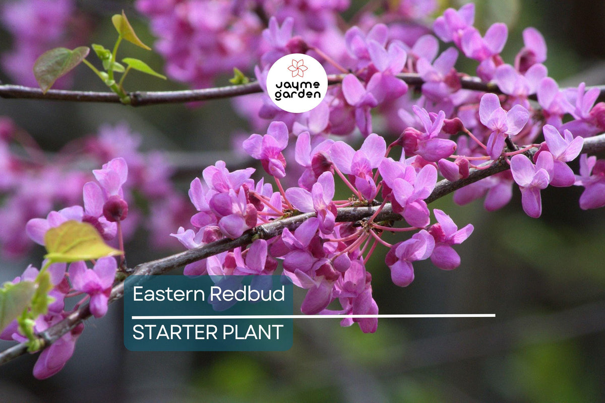 Eastern Redbud Tree - 2-3 Ft Bare Root, Rosy Pink Flowers, Fast-Growing, Drought Tolerant, Cercis canadensis, Zones 4-9