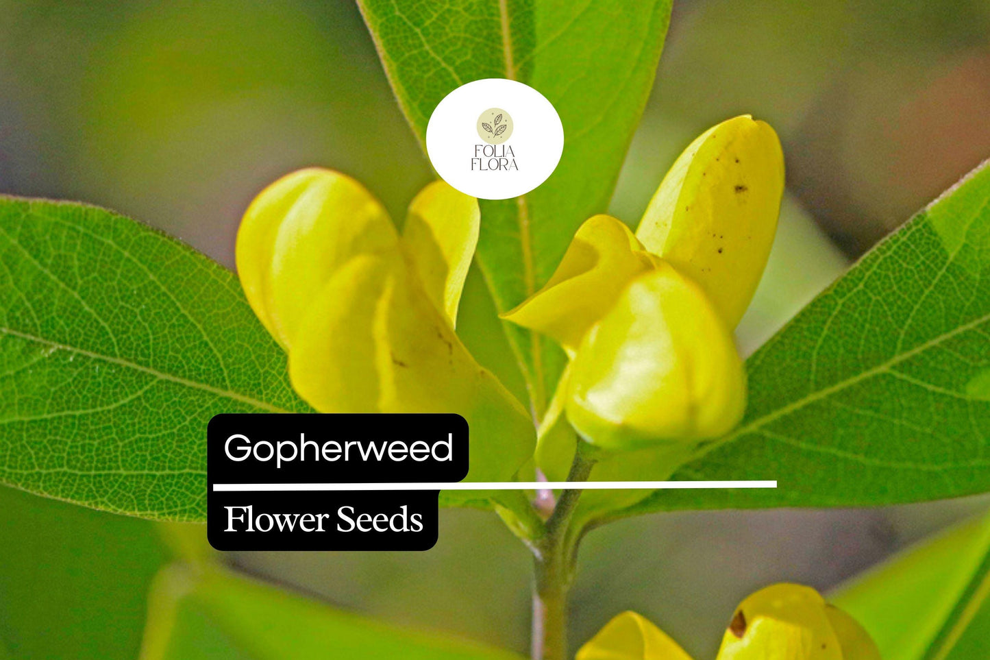 Gopherweed Seeds (Baptisia lanceolata) - 25 Seeds of Hardy Native Perennial for Pollinators