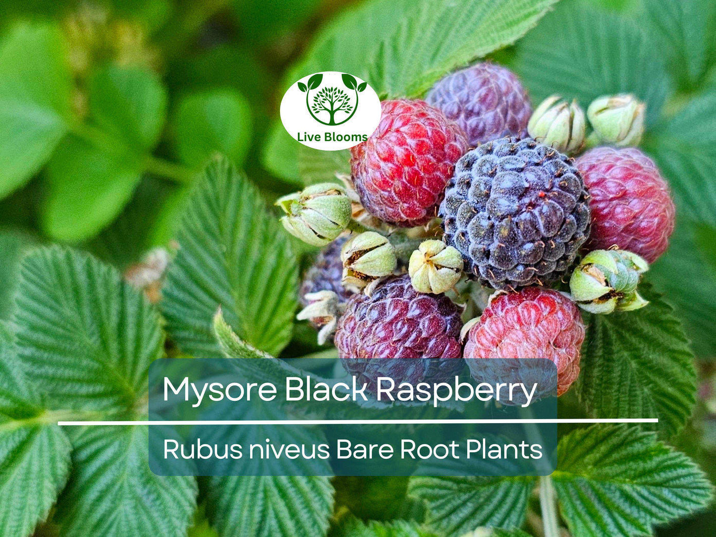 Mysore Black Raspberry Plant - Rubus Niveus Bare Root Starter for Garden & Orchard