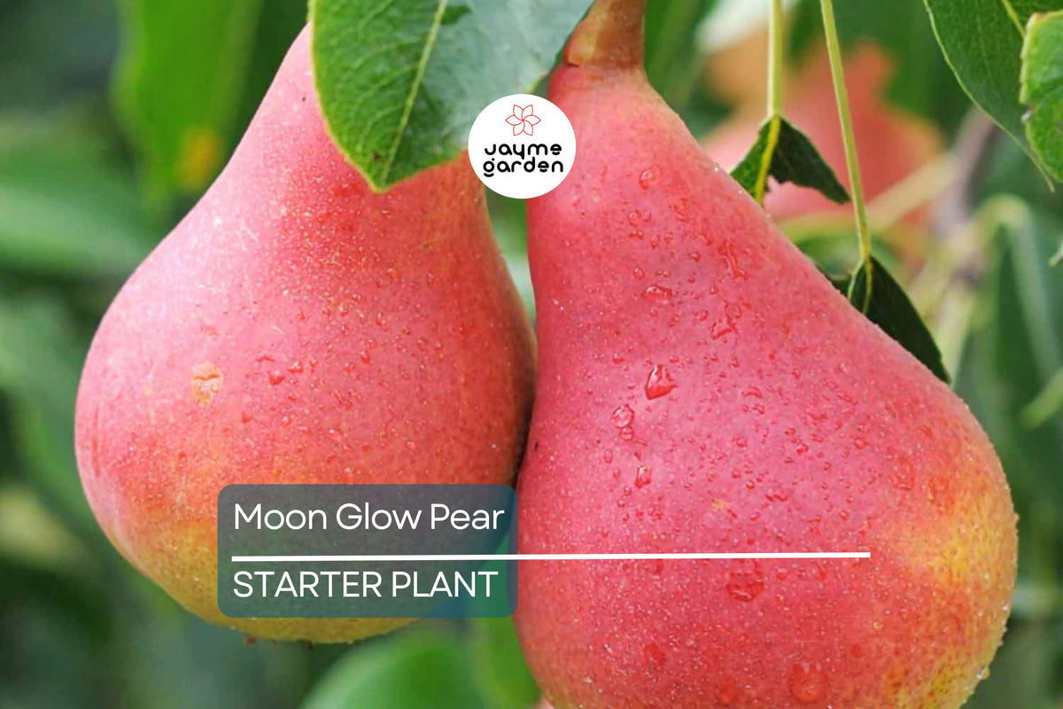 Moon Glow Pear Tree 2ft Bare Root Live Fruit Tree Pyrus | Sweet Juicy Pears for Home Garden, Cold-Hardy Variety