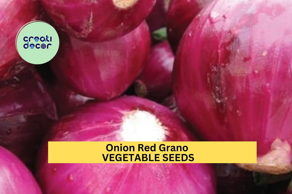 Red Grano Onion Seeds – 3pcs 250mg Sweet Mild Allium cepa – Ideal for Salads and Cooking – Short-Day Variety for Warm Climates