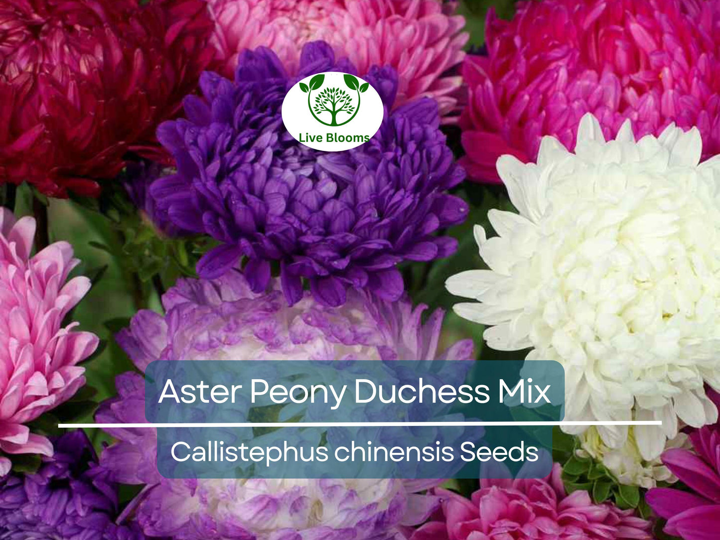 200 Seeds Aster Peony Duchess Mixed Colors Non-GMO Vibrant Easy to Grow Garden Blooms