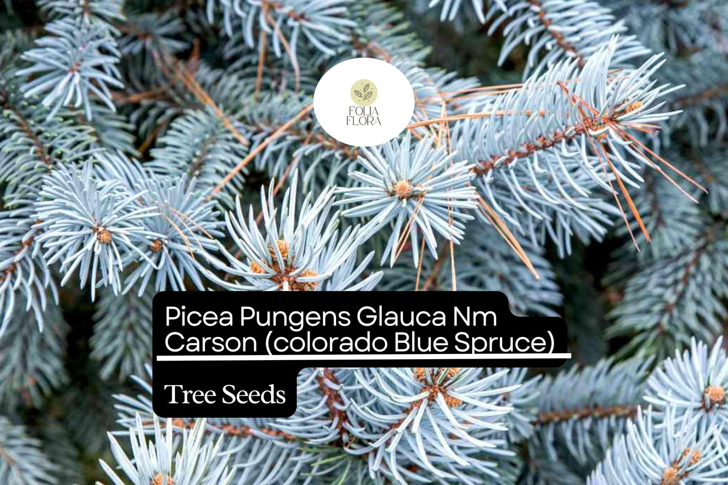 250mg Picea Pungens Glauca NM Carson Seeds - Colorado Blue Spruce Evergreen Tree for Landscaping