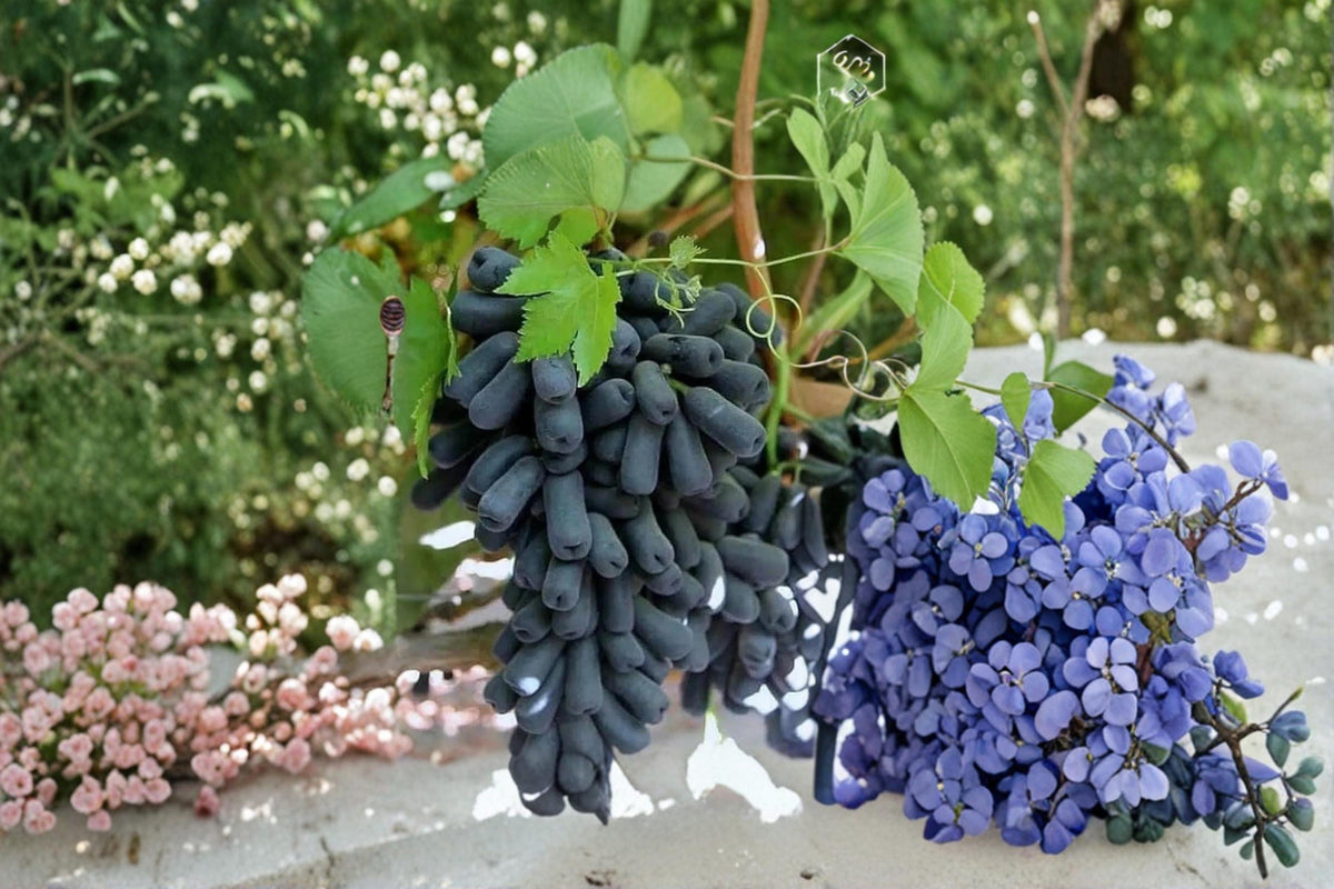 Moon Drop Grape Plant 1-2 ft Seedless Vine Vitis vinifera for Garden or Container