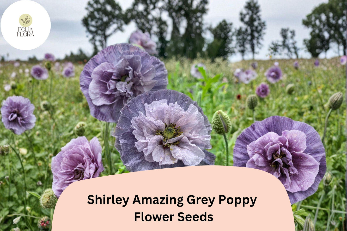 200+ Shirley Amazing Grey Poppy Seeds – Unique Grey-Lavender Annual Wildflower for Garden Planting