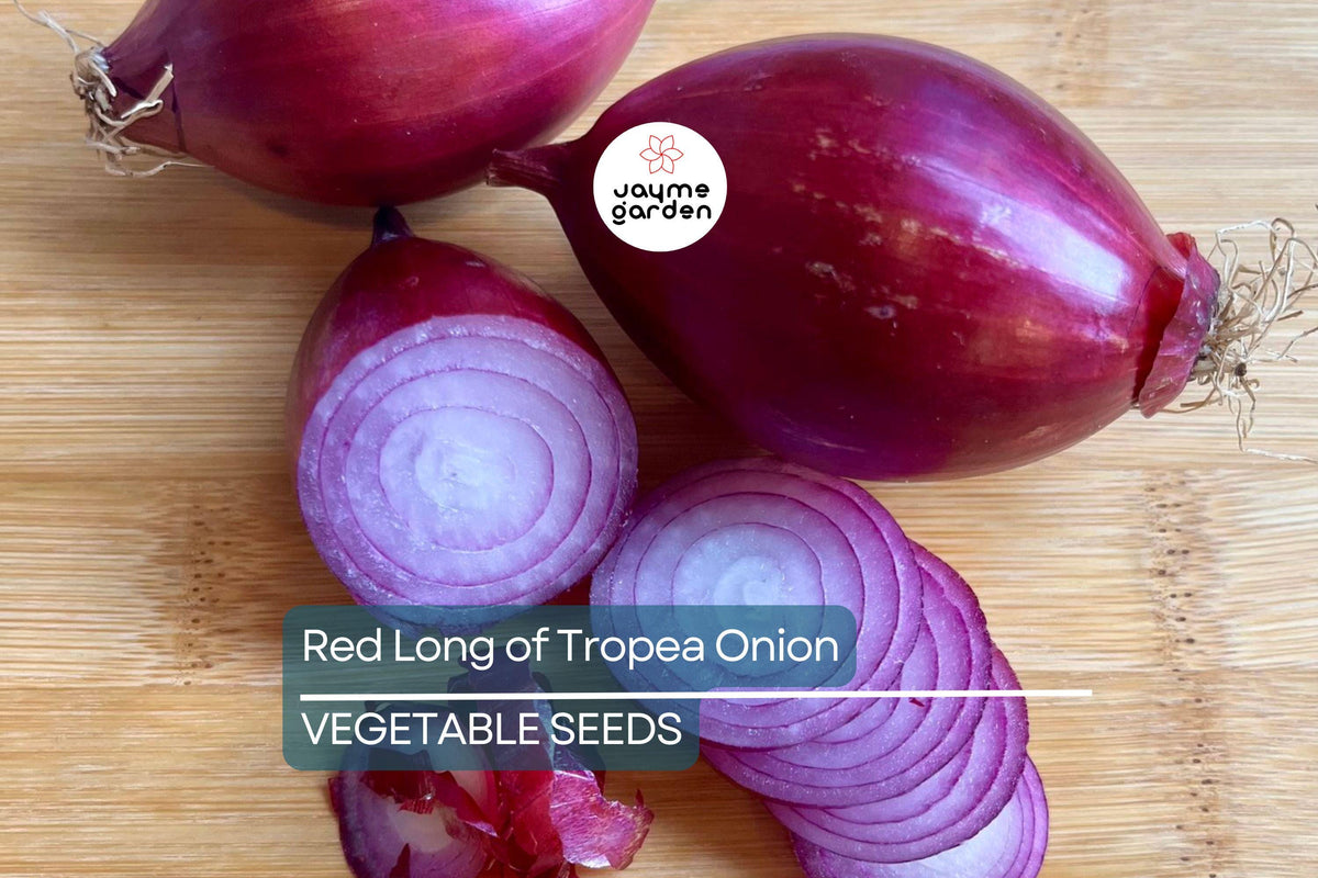 1000 Red Long of Tropea Onion Seeds - Non-GMO Heirloom, Sweet Gourmet Italian Variety, Bunching Onion, Allium cepa