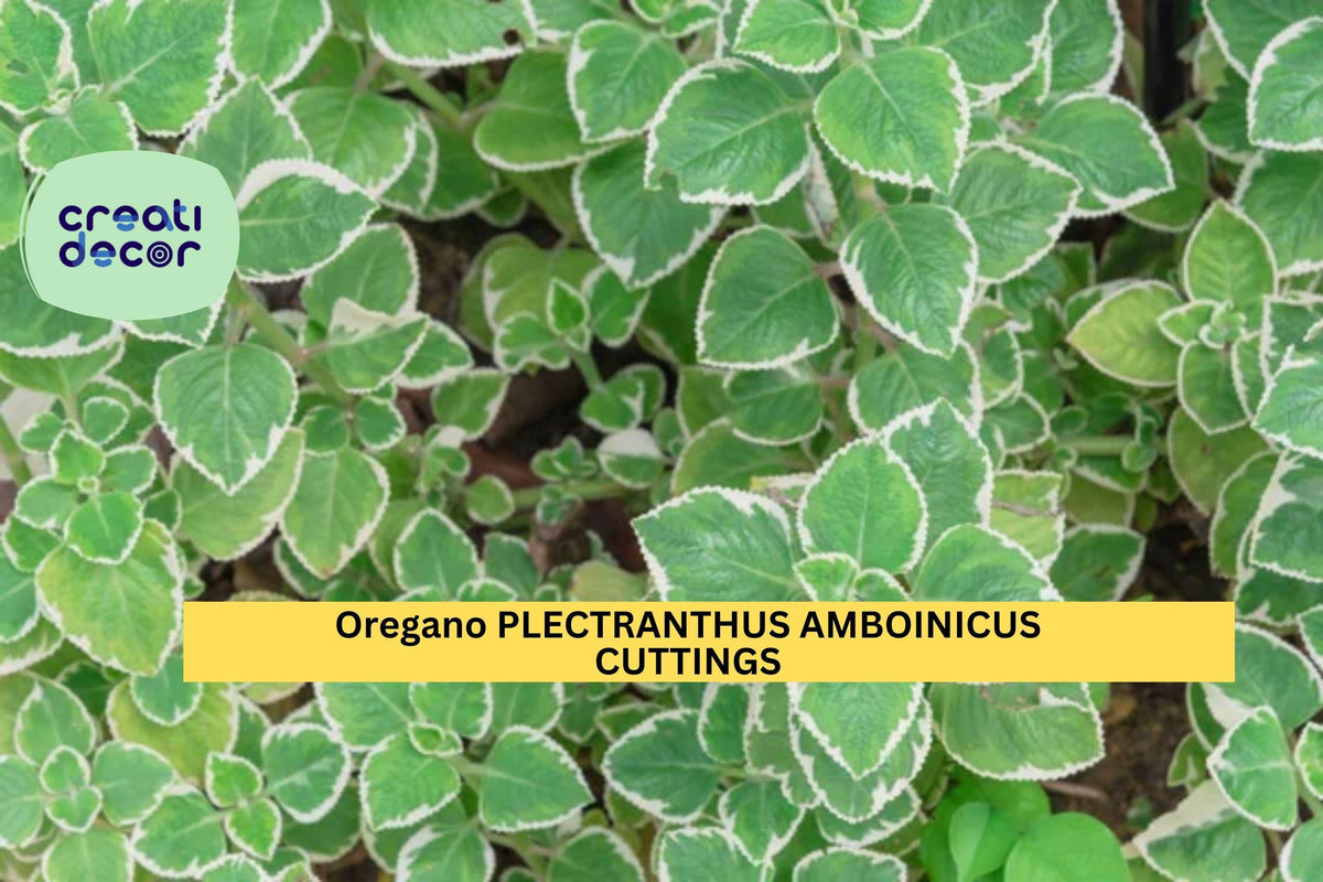 5 Variegated Cuban Oregano Cuttings | Plectranthus Amboinicus Herb Starter | Succulent-Like Aromatic Herb