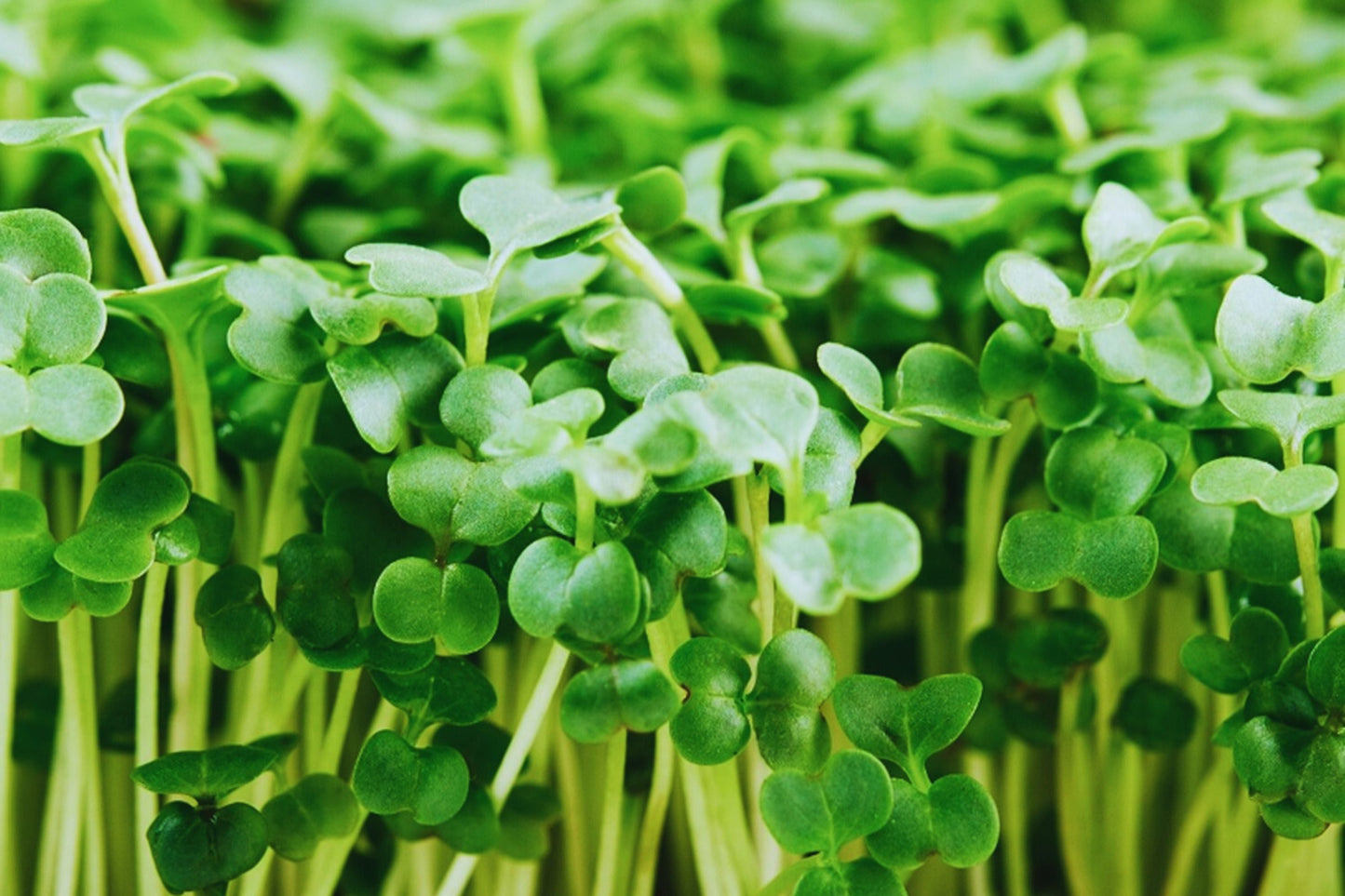 Broccoli Microgreen Seeds 3oz Non-GMO Heirloom Brassica oleracea USA Grown