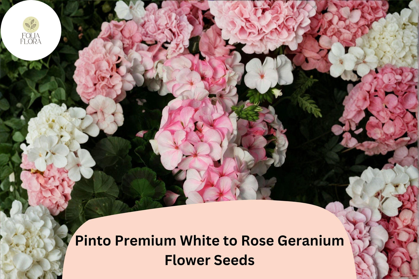 25+ Pinto Premium White to Rose Geranium Seeds | Hardy Perennial with Bicolor Blooms for Full Sun Gardens
