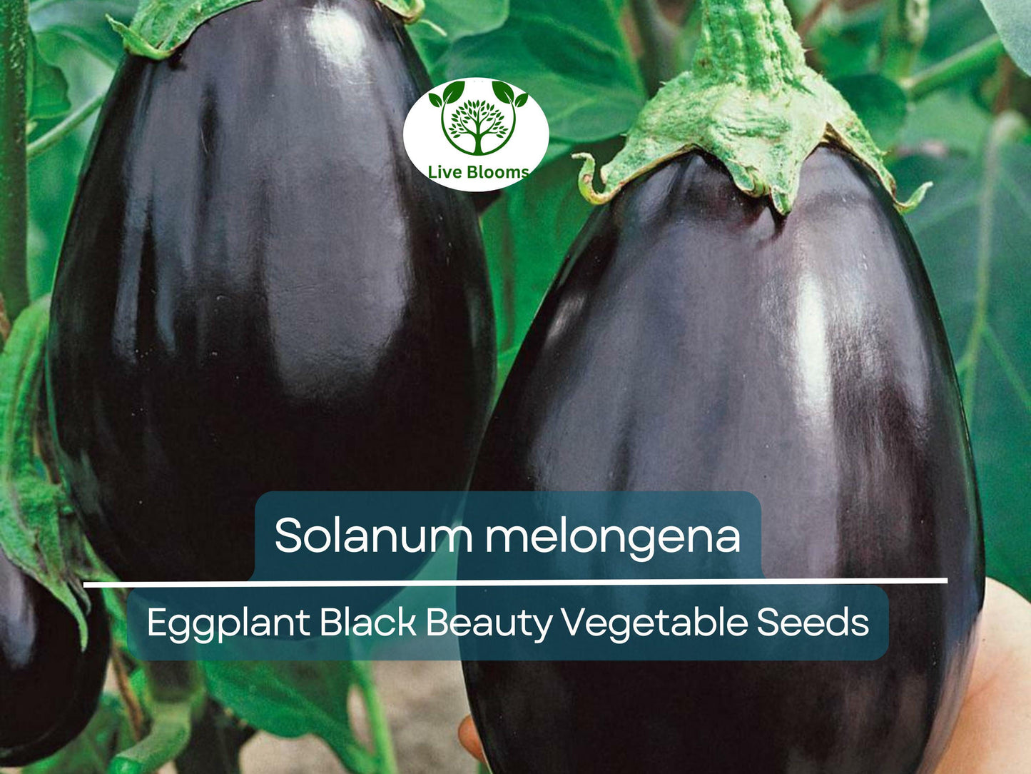 50 Seeds Eggplant Black Beauty - Heirloom, Non-GMO, Dark Purple Organic Vegetable Seeds
