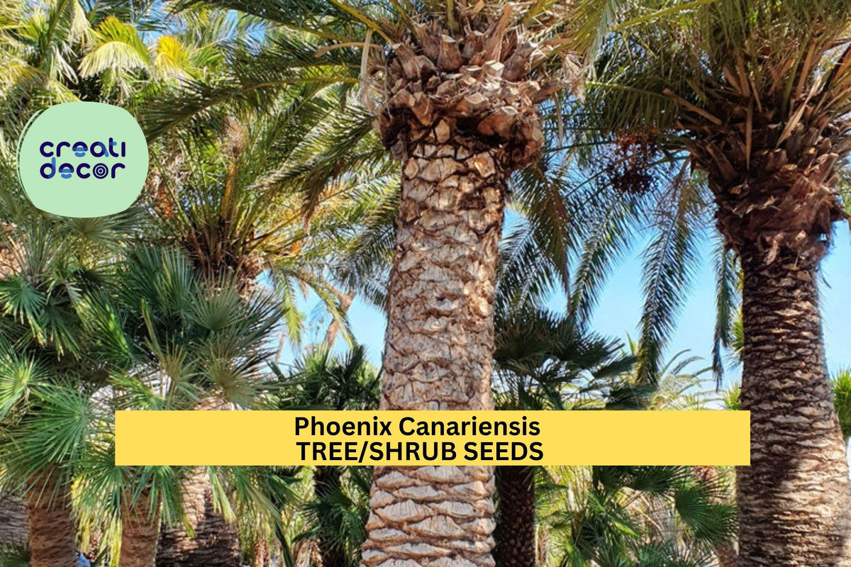 3pcs 10 Seeds Phoenix canariensis - Canary Island Date Palm Seeds for Tropical Gardens, Pots, Landscape Borders
