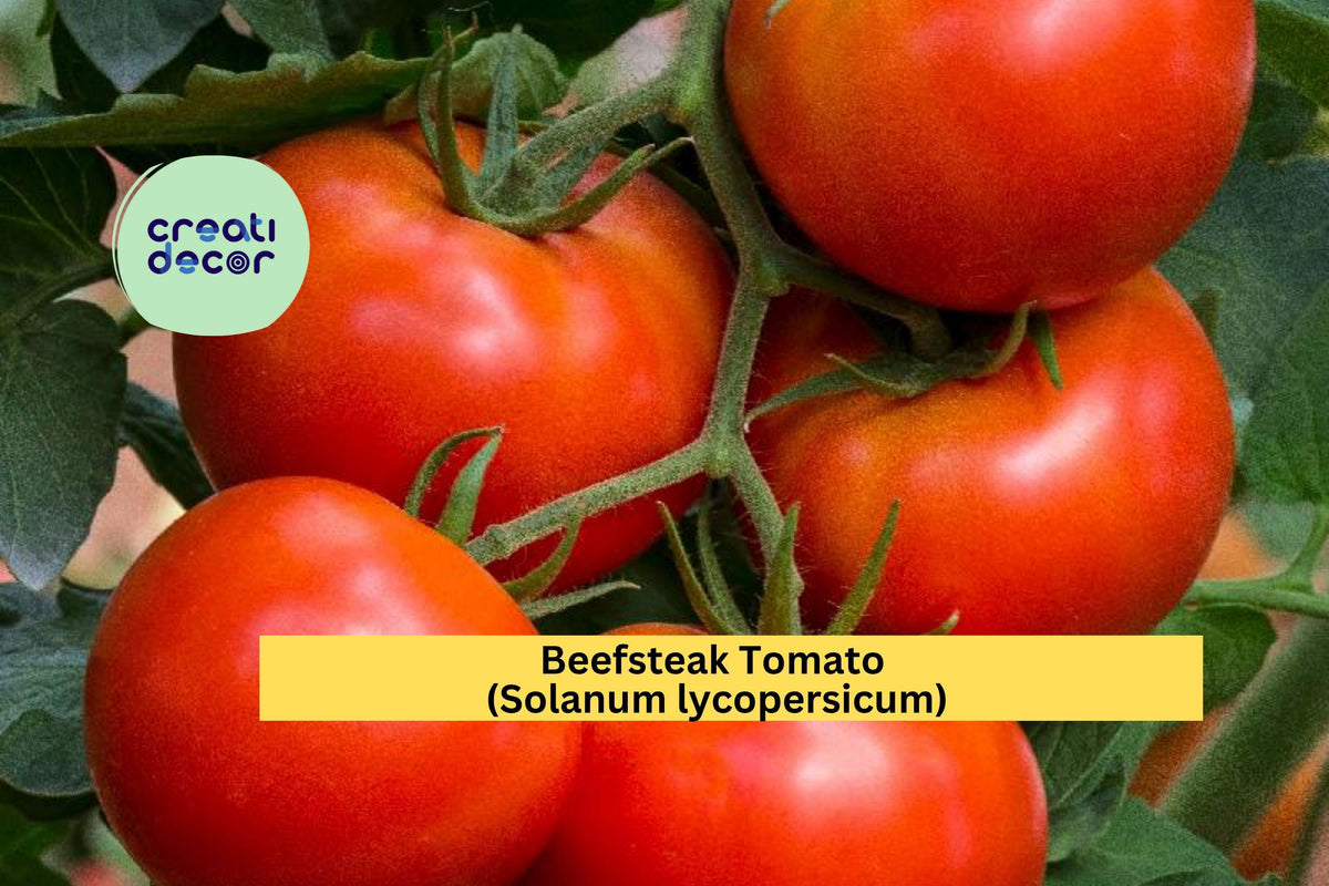 Beefsteak Tomato Plants Set of 4 Live Starters | Solanum lycopersicum | Juicy Red Tomatoes for Gardens & Containers