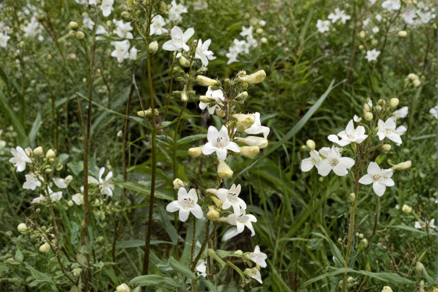 100 Foxglove Beardtongue Seeds Penstemon digitalis Native Wildflower for Pollinators