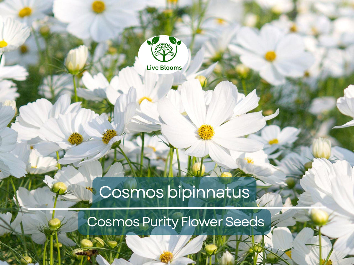 Cosmos Seeds 1 Gram Purity White Annual Flower for Gardens, Pollinator Habitats, Cosmos bipinnatus
