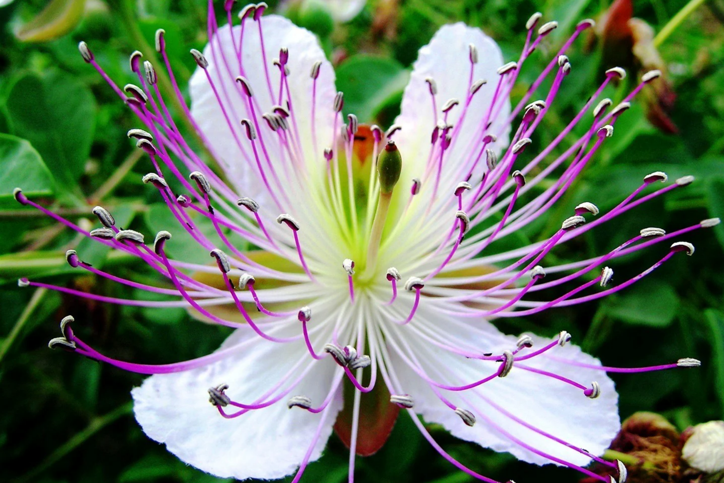 Caper Bush Seeds 20 Pack, Capparis Spinosa, Perennial Flowering Plant with White Flowers and Edible Caper Berries, USDA Zones 9-11