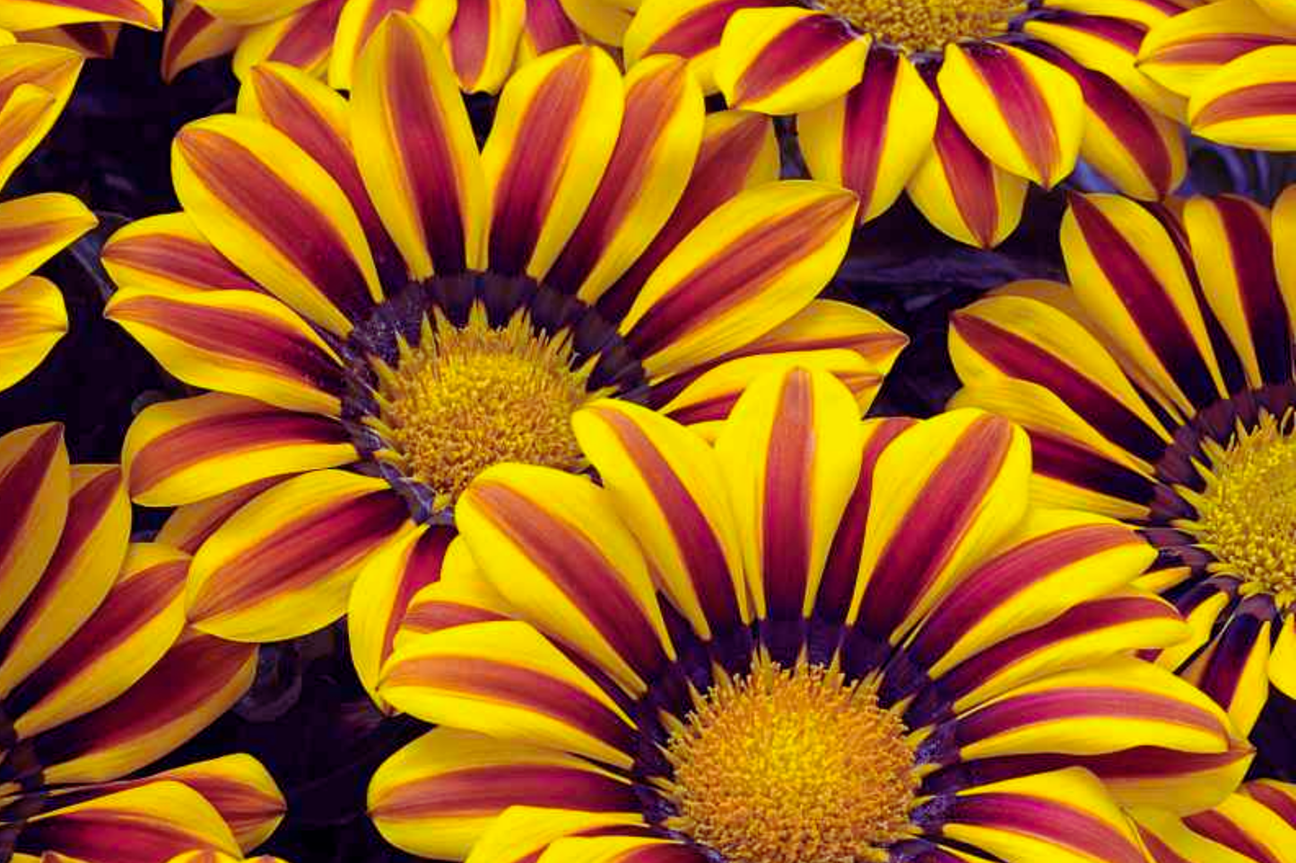 Gazania Seeds 25 Count Kiss Orange Flame, Annual Flower, Gazania rigens, Bright Orange with Red Stripes