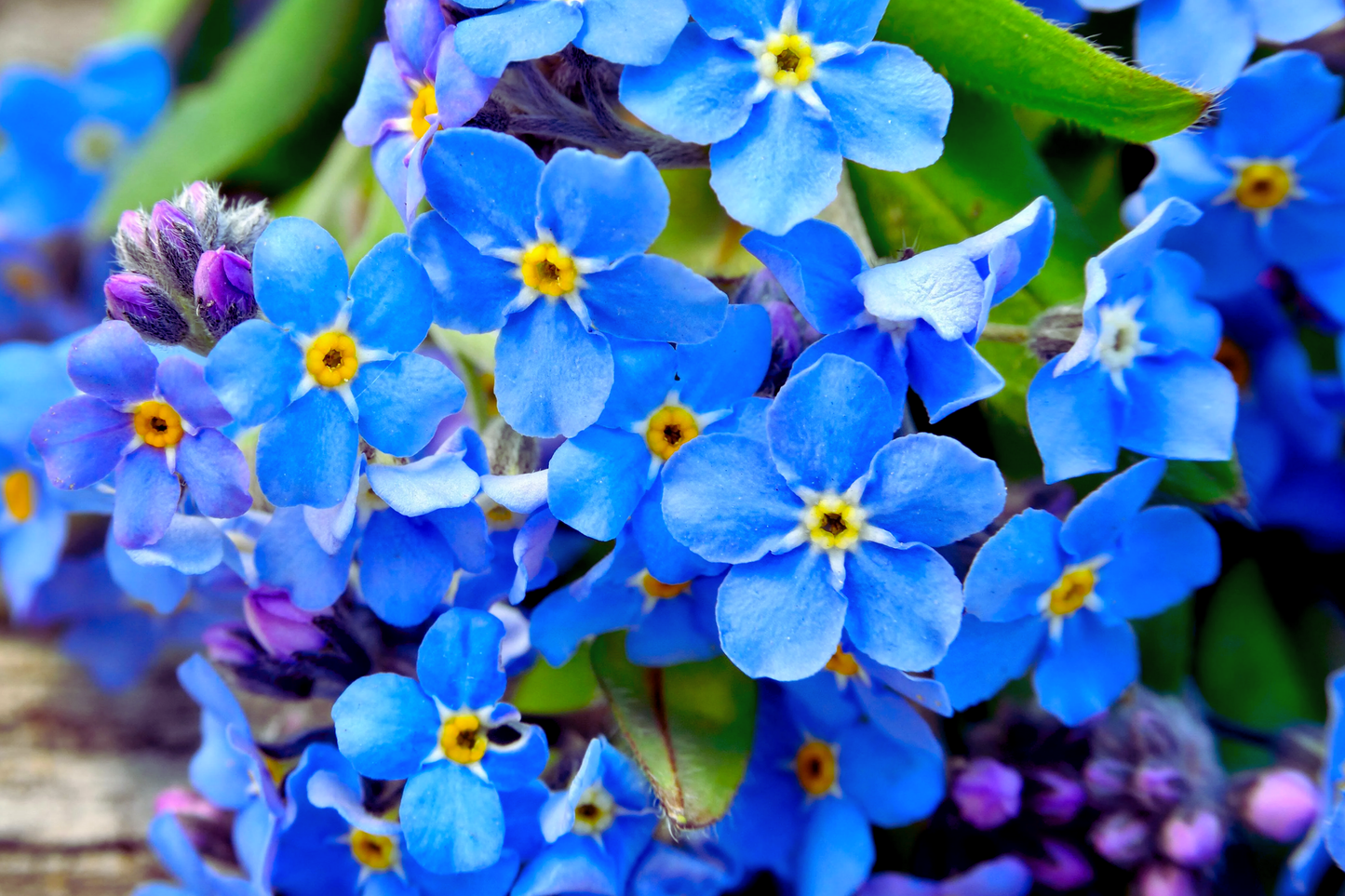 Forget-Me-Not Flower Seeds 60 PCS Blue and Rose Mix Myosotis spp. Perennial Garden Blooms