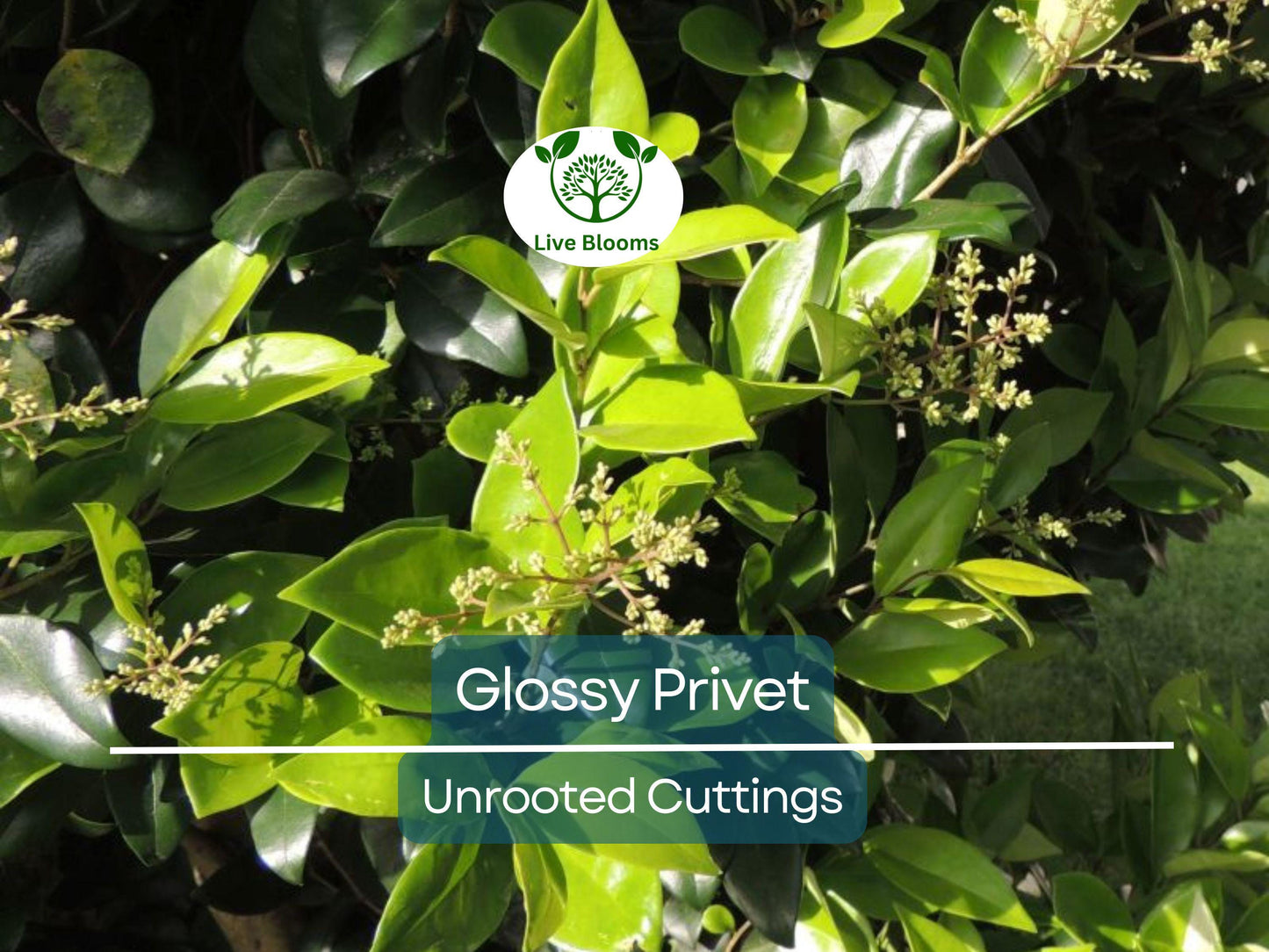 20 Ligustrum Glossy Privet Unrooted Cuttings 8" Evergreen Privacy Hedge Fast Growing Dense Shrub