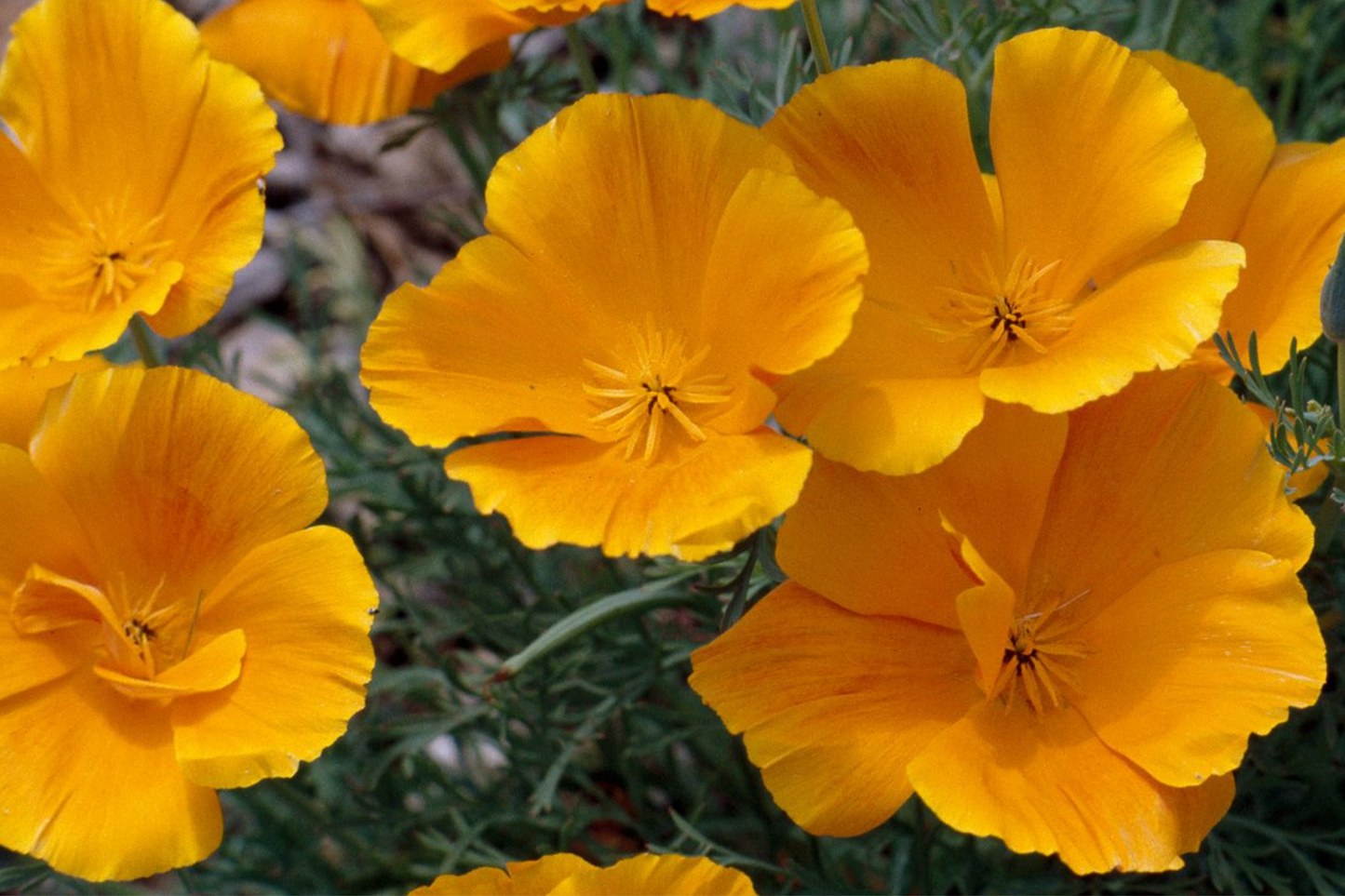 California Poppy Seeds – Dwarf Double Golden Thai Silk (Eschscholzia californica) – 30 Seeds for Home Garden, Bright Orange Flowers