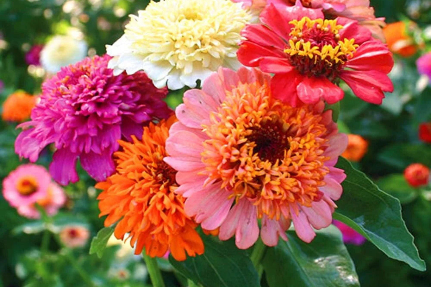 Scabiosa Flowered Zinnia Seeds – 100+ Double Petal, Cut Flower, Pollinator-Friendly, Zinnia elegans, Drought Tolerant, USA Seeds