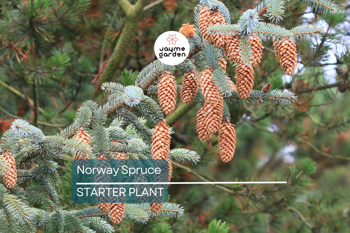 Norway Spruce Tree - 12-18” Live Bare Root Plant, Cold-Hardy Evergreen Picea abies, Ideal for Landscaping & Windbreaks