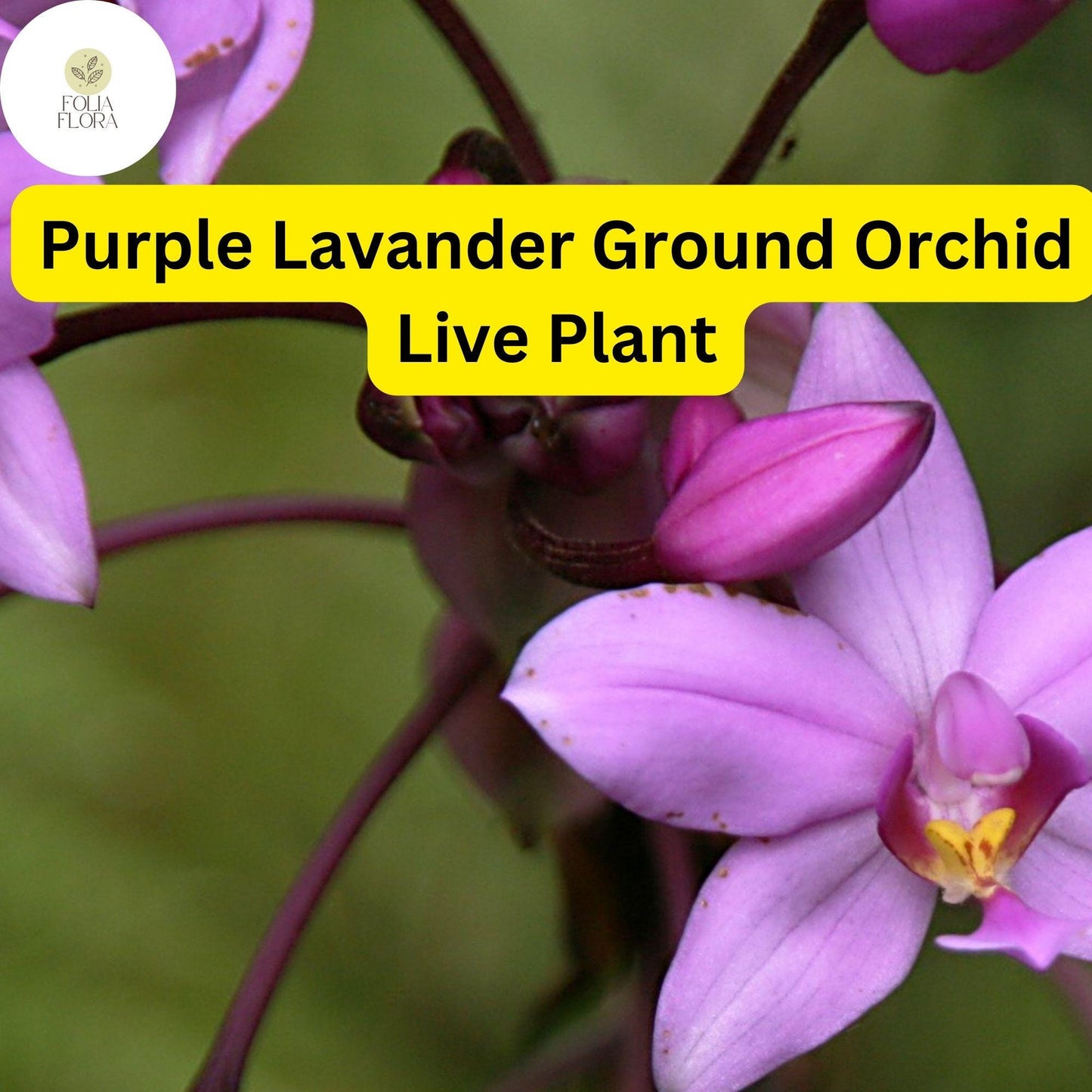 Spathoglottis plicata Purple Lavender Ground Orchid Live Plant in 4” Pot - Tropical Perennial Orchid