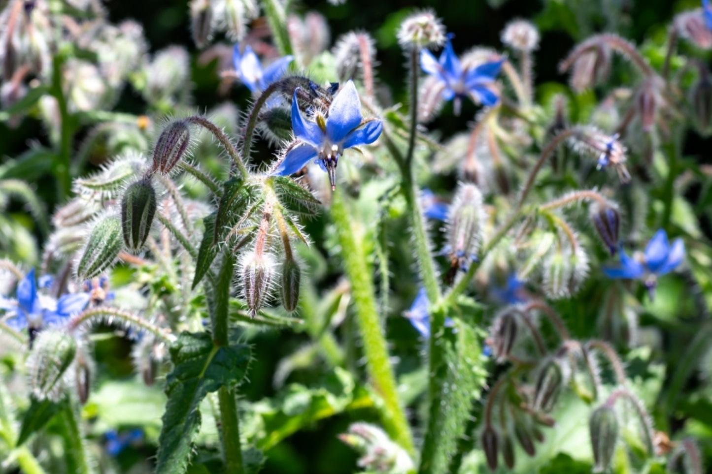 Borage Herb Seeds - 50+ Organic Heirloom Blue Flowers Borago Officinalis, Annual Garden Plant