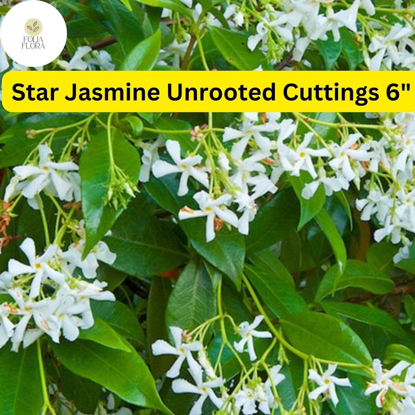 Trachelospermum Jasminoides Star Jasmine 7 Live 6” Unrooted Cuttings Fragrant Evergreen Vine