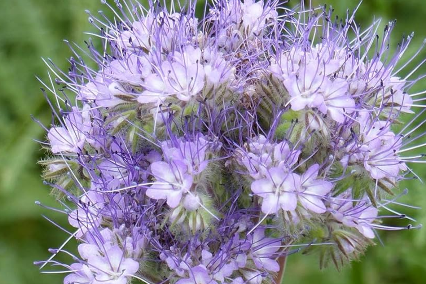 Lacy Phacelia Seeds 500 Pack, Purple Tansy Flower Seeds, Pollinator Friendly, Insectary Plant, Phacelia tanacetifolia for Garden