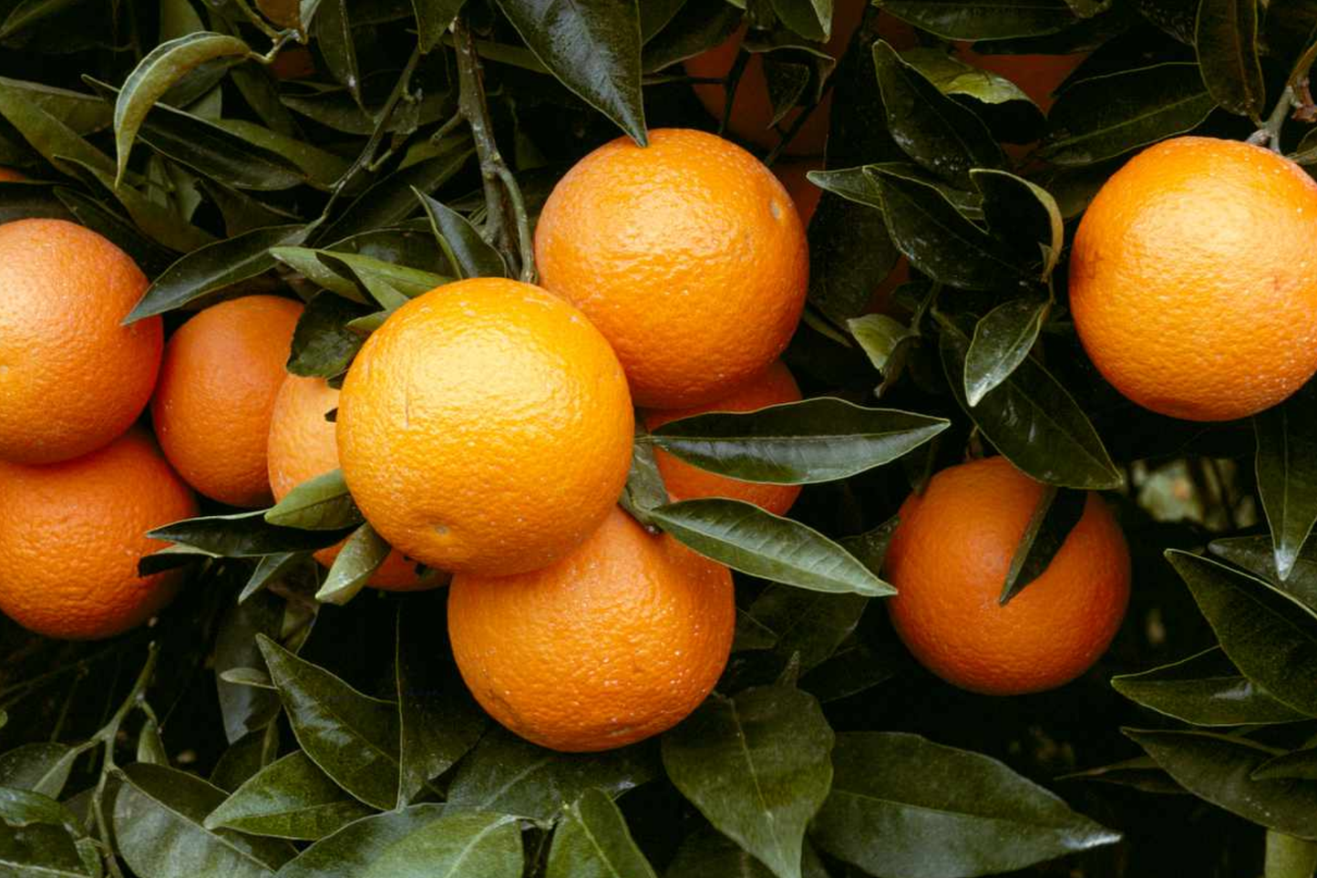 Citrus Orange Seeds - 20 PCS Big Sweet Fruit, Citrus sinensis, DIY Garden, Outdoor, Perennial, Fruit Tree Seeds