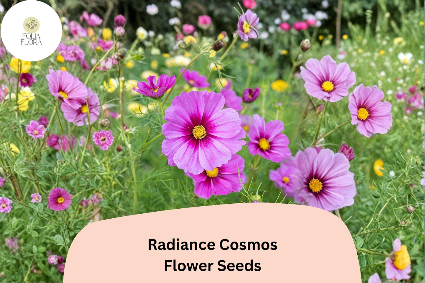 200+ Radiance Cosmos Seeds | Pink Magenta Cosmos bipinnatus Annual Flowers for Garden Planting