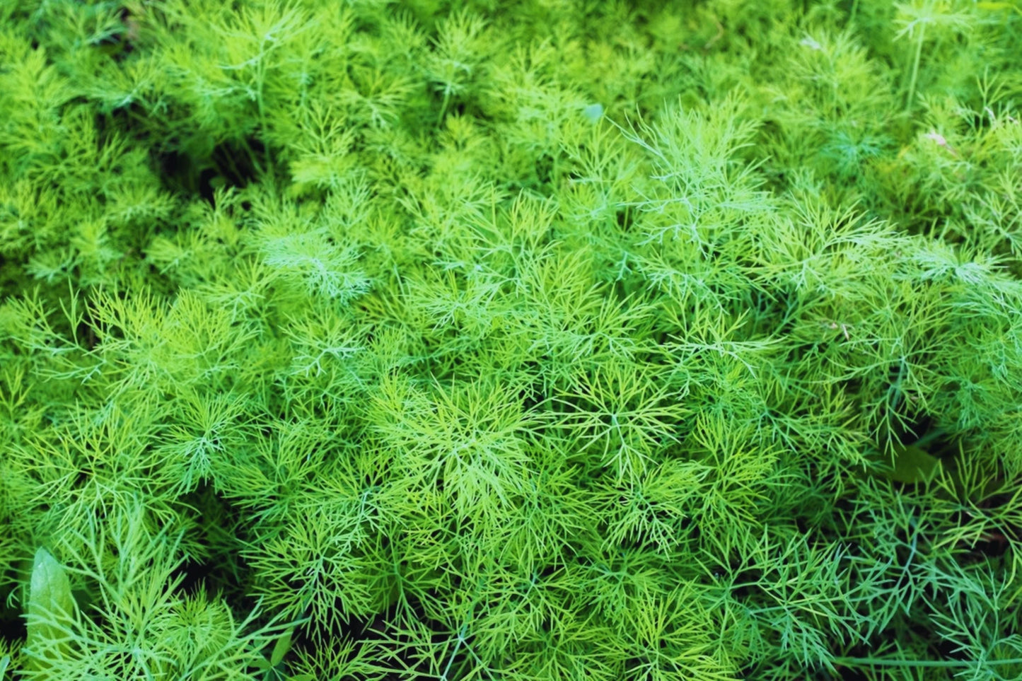 Dukat Dill Seeds - Non-GMO Anethum graveolens - USA Grown Garden Herb