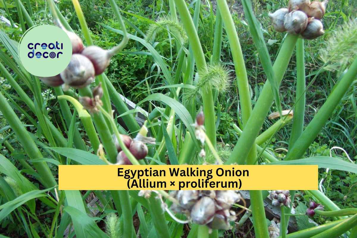 Set of 5+ Bare Root Egyptian Walking Onion Plants | Allium × proliferum | Hardy Heirloom Perennial Vegetable for Gardens