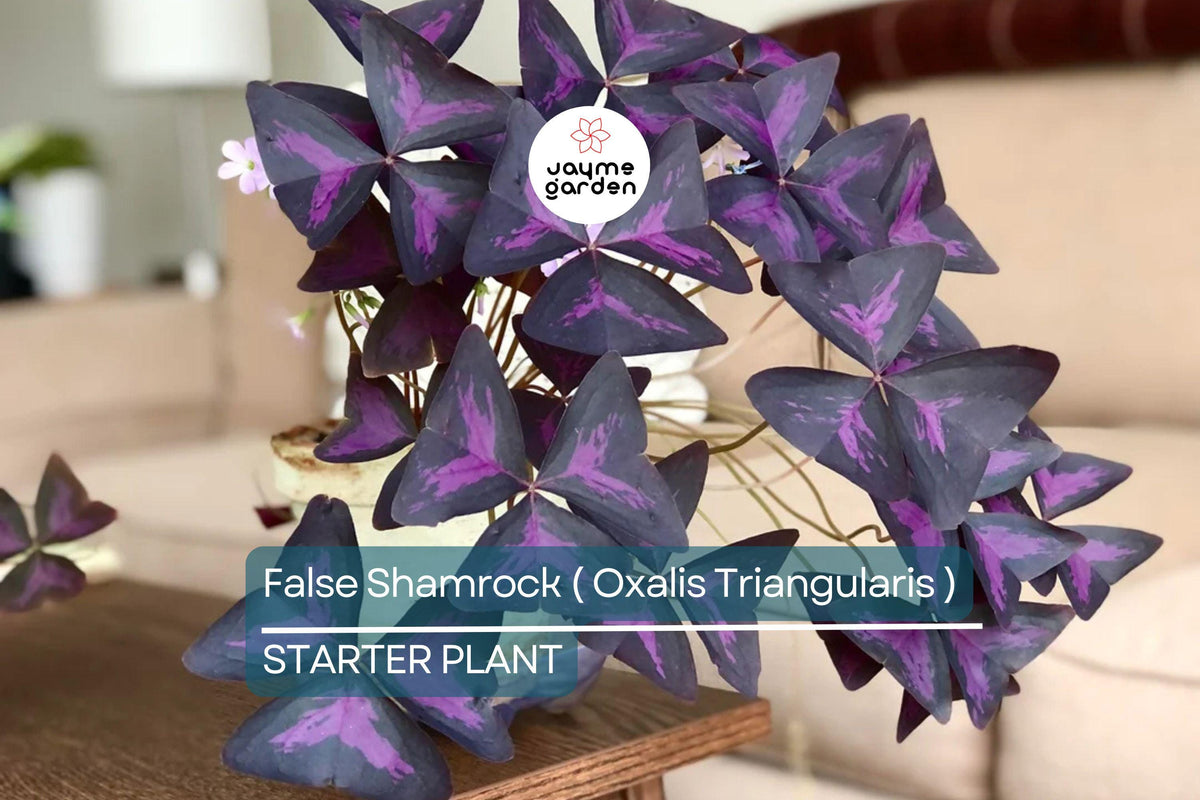False Shamrock Plant - 10” Ornamental Purple Foliage - Oxalis Triangularis - Low Maintenance Indoor & Garden Decor