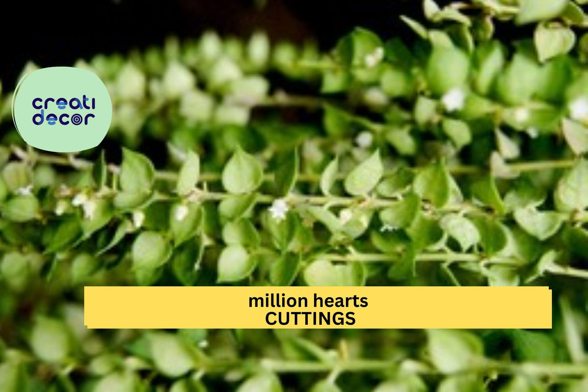Dischidia ruscifolia Cutting - Million Hearts Plant | Easy Trailing Houseplant with Heart-Shaped Leaves