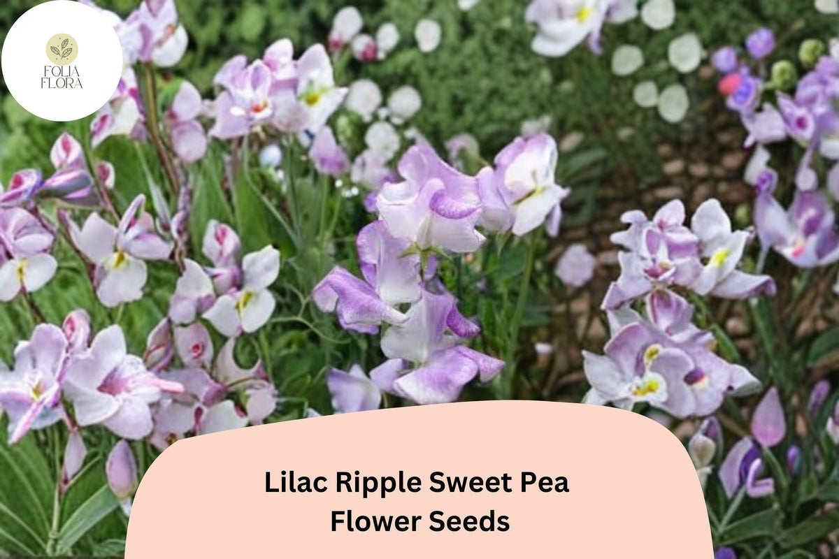 Lilac Ripple Sweet Pea Seeds | 50+ Lathyrus odoratus | Climbing Vine with Lilac Purple Flowers for Garden Planting