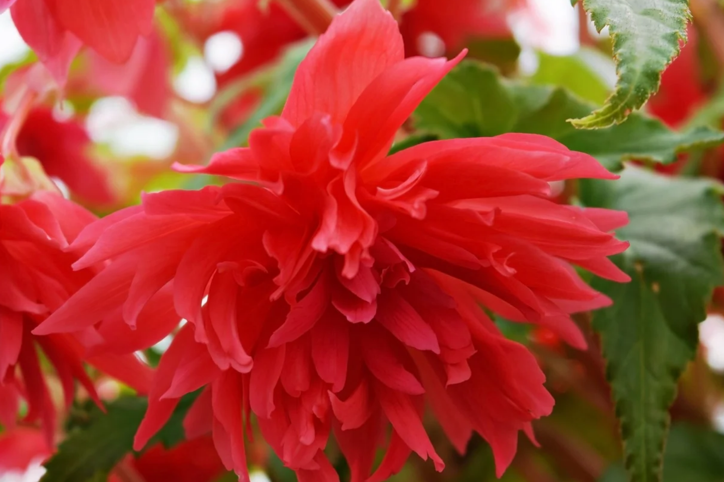 Begonia Seeds - Bossa Nova Yellow, 5 Seeds, Pale Yellow Blooms, Begonia x tuberhybrida, Container Garden, Nonstop Flowering