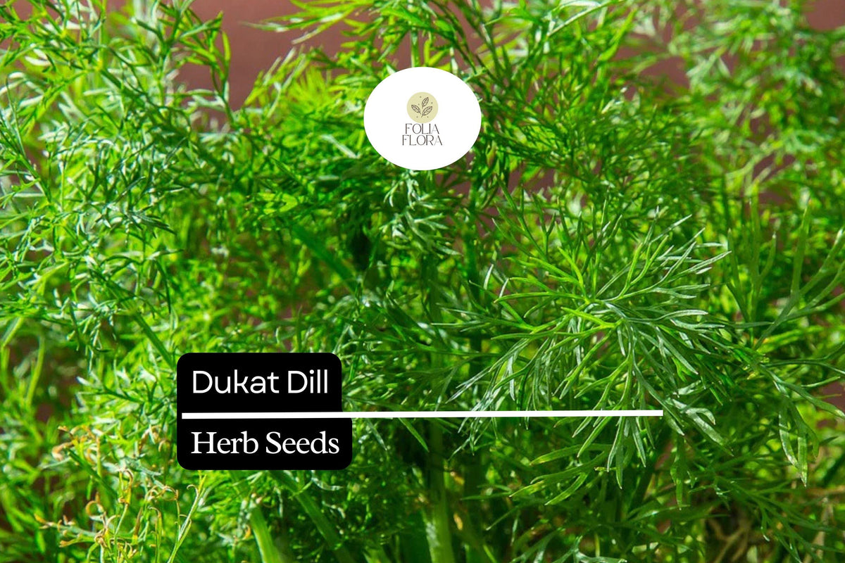 Dukat Dill Seeds - 500 Count - Aromatic Culinary Herb, Anethum graveolens, Green Foliage, Pollinator-Friendly, Easy to Grow