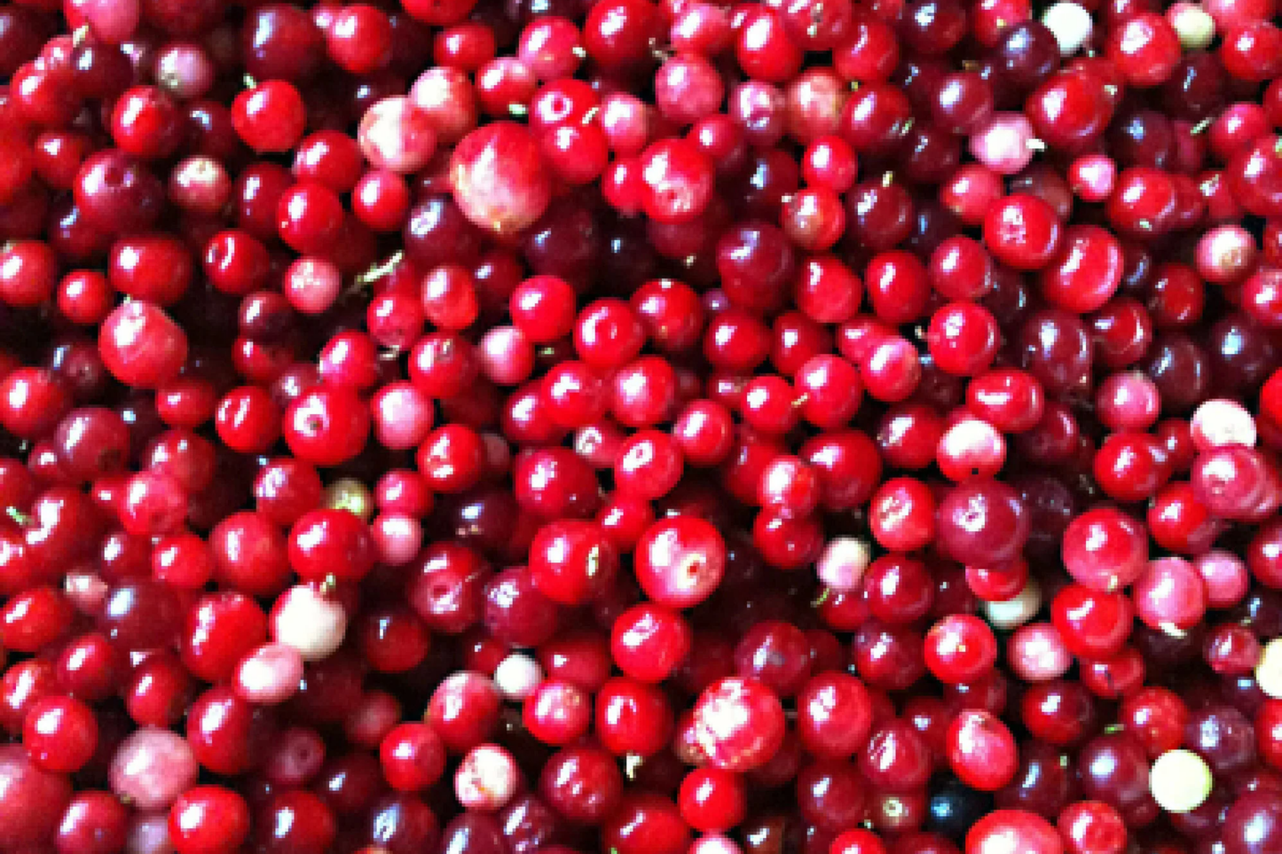 Mountain Cranberry Seeds, 50 PCS, Vaccinium Vitis-Idaea, Edible Fruit, Perennial, Pink Bloom, Low-Growing Evergreen Shrub