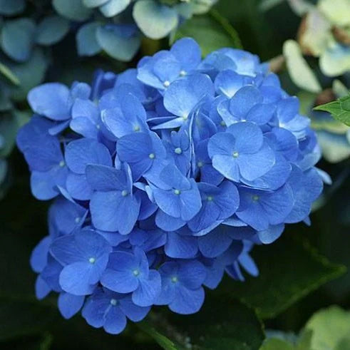 Blue Hydrangea Bushes – 18-Inch Bareroot Perennial Shrubs with Large Blue Flowers, Fragrant Blooms, Landscape Plant